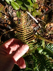 Polystichum imbricans imbricans