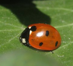 Coccinella septempunctata