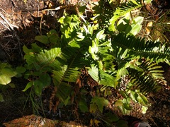 Polystichum imbricans imbricans