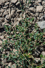 Polygonum aviculare depressum