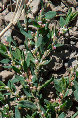 Polygonum aviculare depressum