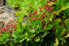 Cyphostemma lanigerum