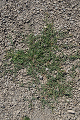 Polygonum aviculare depressum