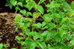 Abutilon pycnodon