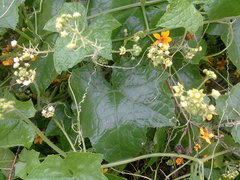 Cyclanthera dissecta