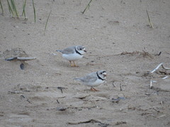 Charadrius melodus