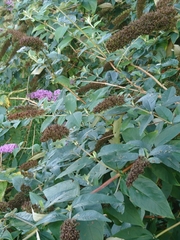Buddleja davidii