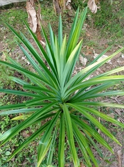 Pandanus amaryllifolius