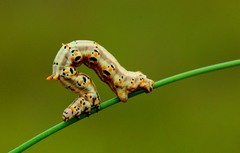 Coenina poecilaria