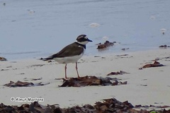 Charadrius hiaticula