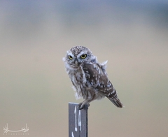 Athene noctua