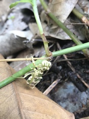 Acontista multicolor