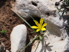 Gagea peduncularis