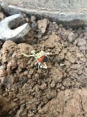 Acontista multicolor