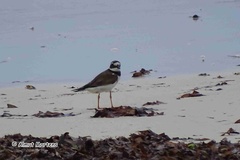 Charadrius hiaticula