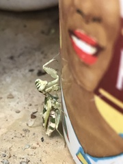 Acontista multicolor