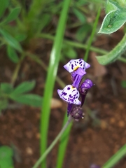 Linaria amethystea amethystea