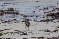Charadrius hiaticula