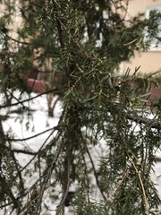 Juniperus communis