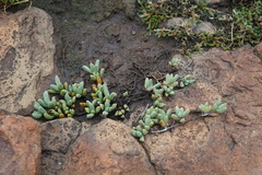 Mossia intervallaris