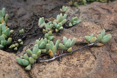 Mossia intervallaris