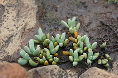 Mossia intervallaris