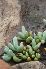 Mossia intervallaris