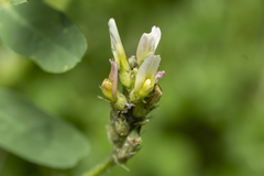 Astragalus boeticus