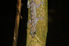 Cyrtodactylus pubisulcus