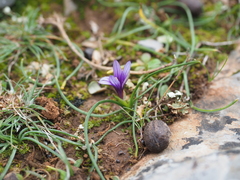 Romulea ramiflora ramiflora