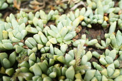 Mossia intervallaris