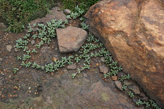 Mossia intervallaris