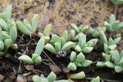 Mossia intervallaris