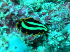 Pseudoceros dimidiatus