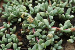 Mossia intervallaris