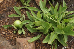 Bridsonia