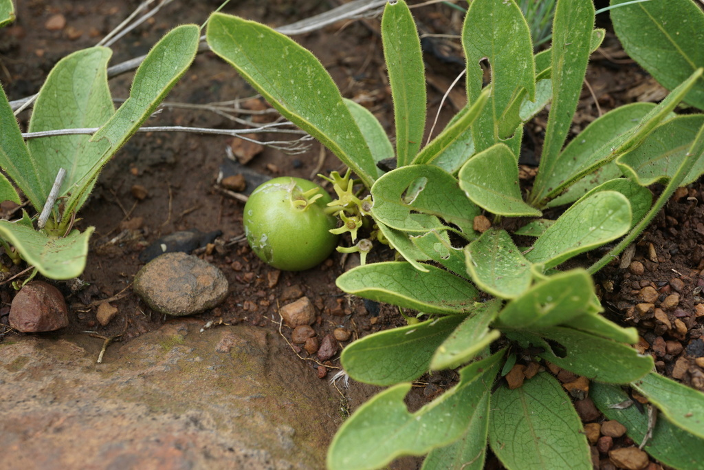 Pygmy Sand Apples