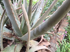 Aloe vera vera