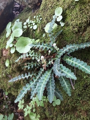 Asplenium ceterach image