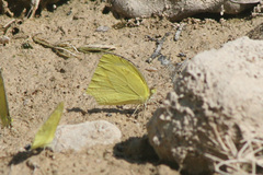 Abaeis mexicana