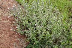 Aeollanthus buchnerianus