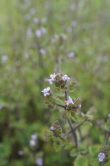 Aeollanthus buchnerianus