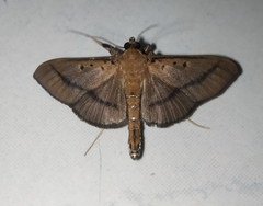 Filodes fulvidorsalis
