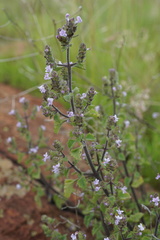 Aeollanthus buchnerianus