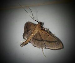 Filodes fulvidorsalis