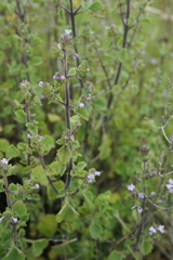 Aeollanthus buchnerianus