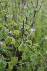 Aeollanthus buchnerianus