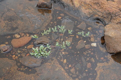 Mossia intervallaris