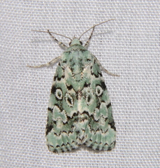 Bryolymnia viridata