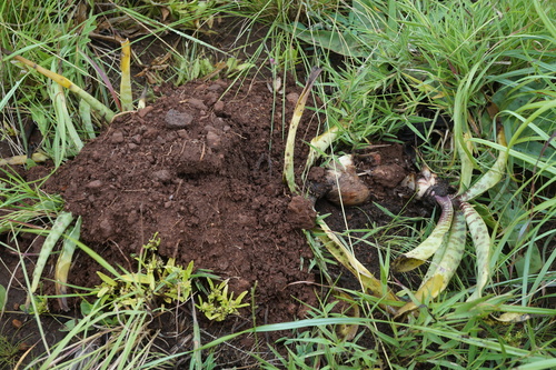 Cryptomys pretoriae